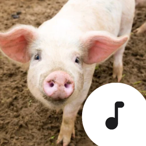 Baixar Pig Sounds: O Melhor Soundboard de Porquinhos Grátis